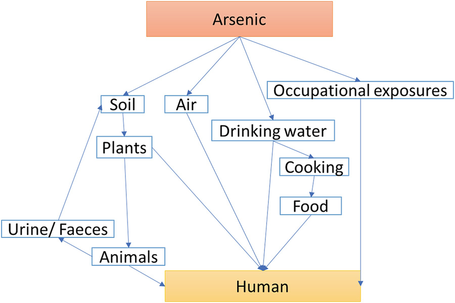 Environmental Arsenic Exposure And Human Health Risk Springerlink