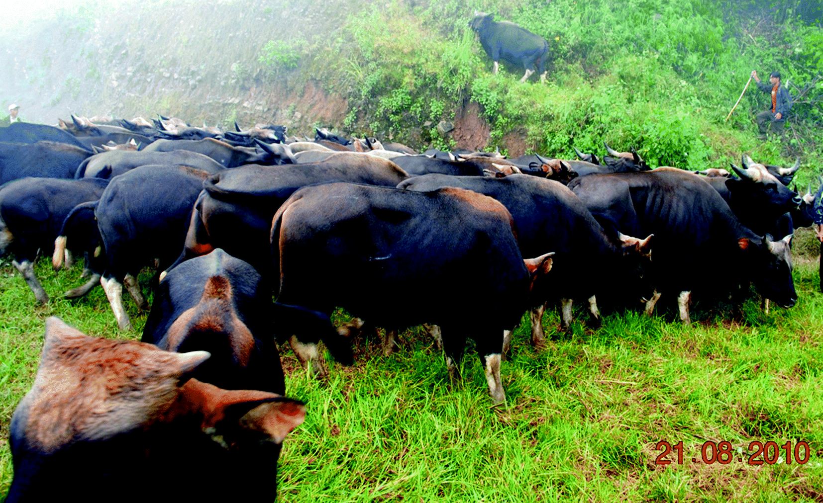 Steps Toward Sustainable Livestock Development Technologies To