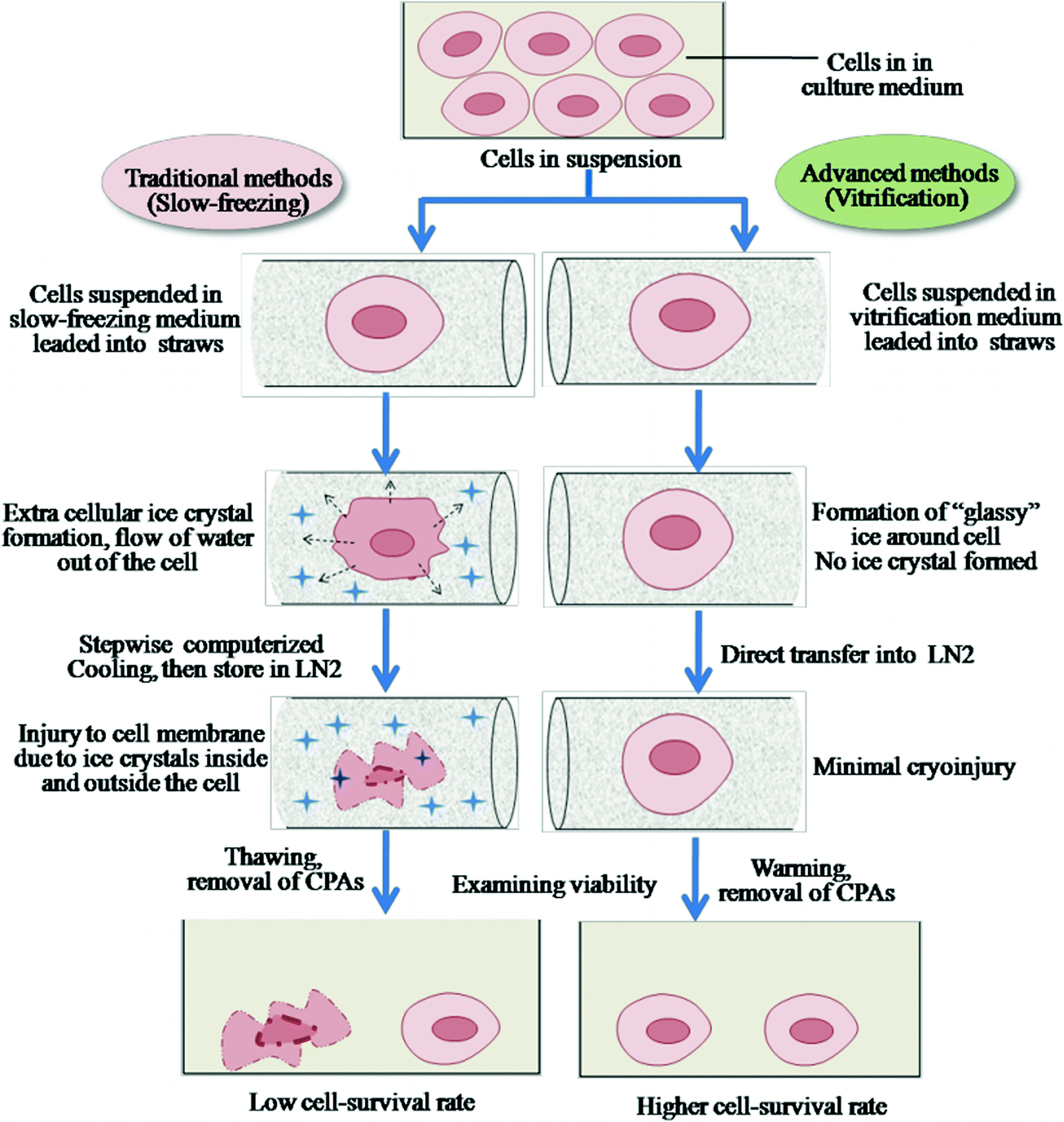 Cryopreservation Of Oocytes And Embryos Springerlink
