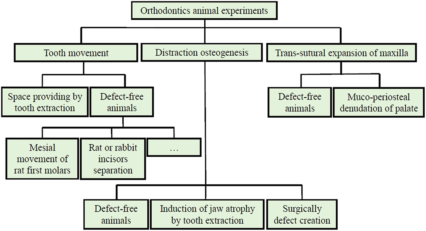 Ferret Dental Chart