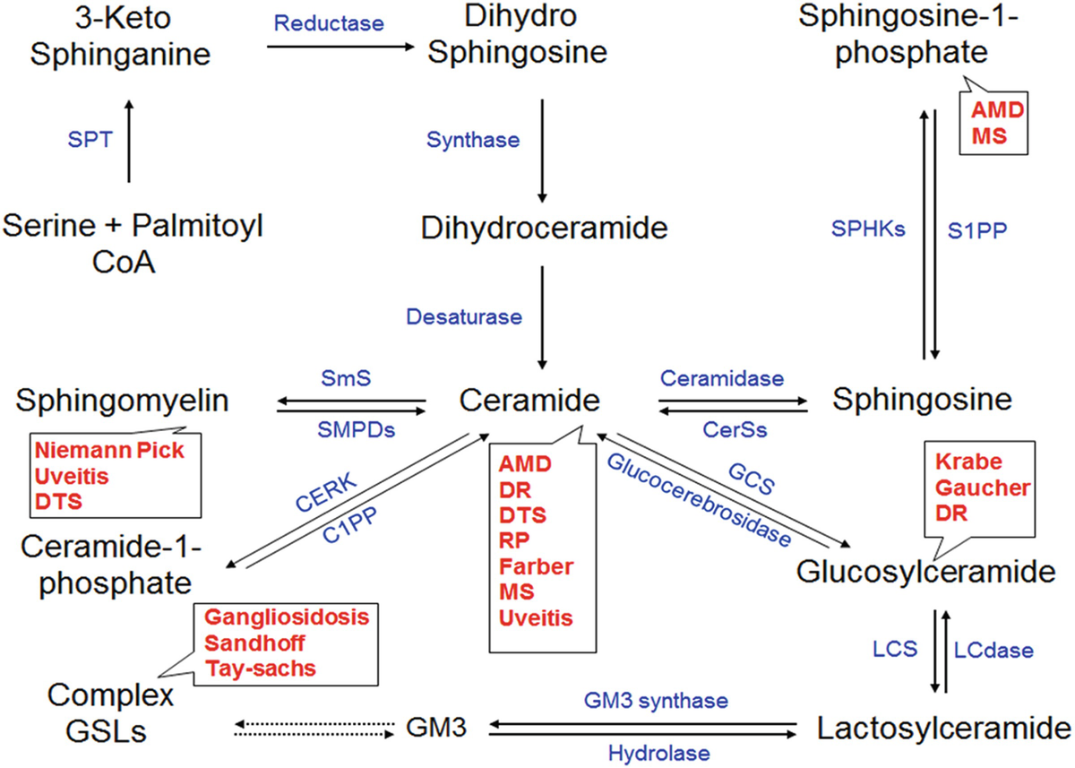 Role Of Bioactive Sphingolipids In Inflammation And Eye Diseases