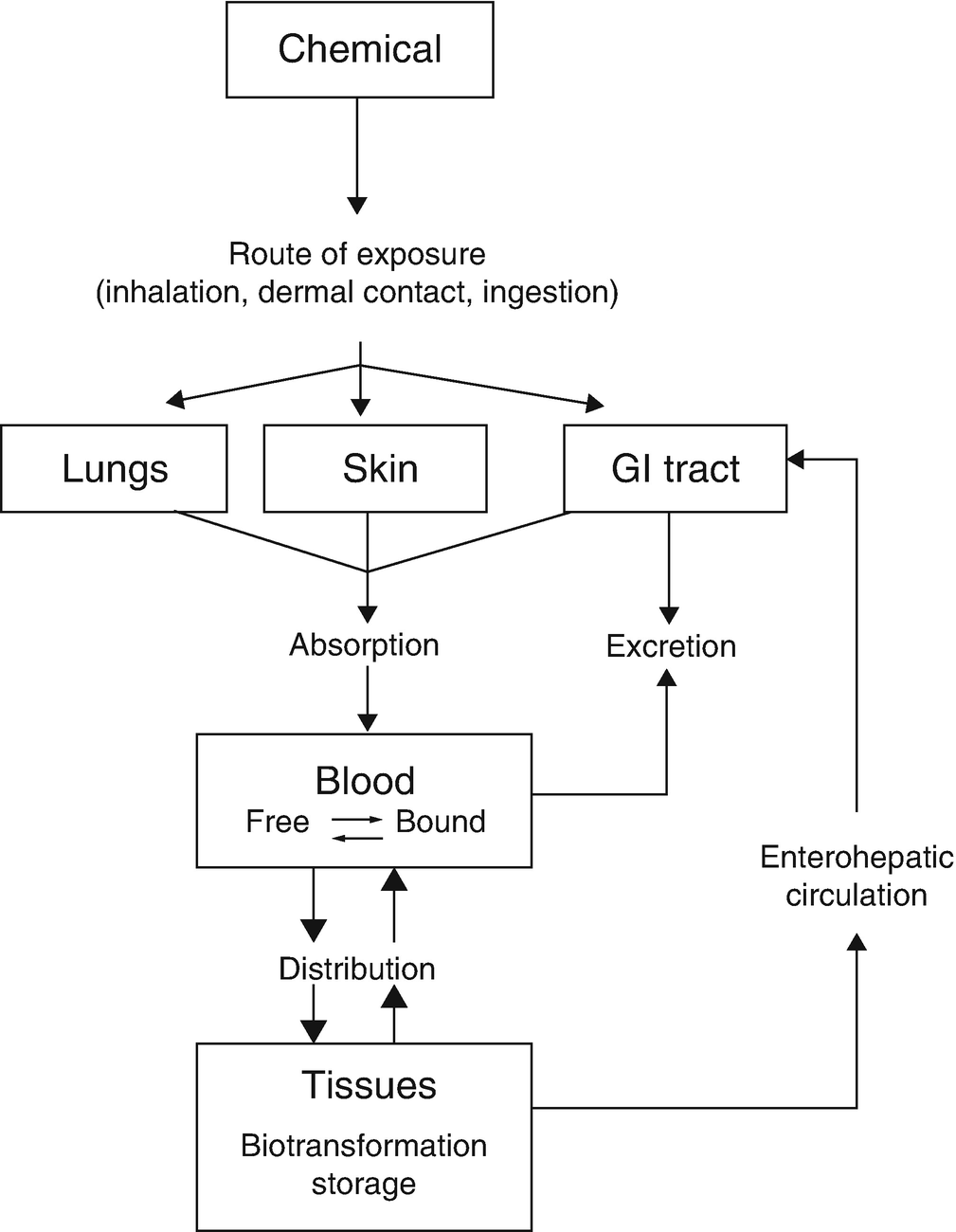 Absorption distribution and excretion of toxicants