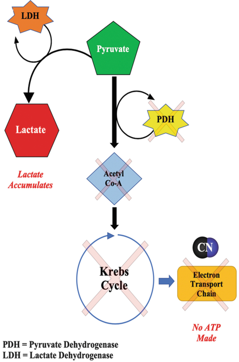 Cyanide Poisoning I M Mr Blue Springerlink Cyanide Poisoning I M Mr Blue Springerlink