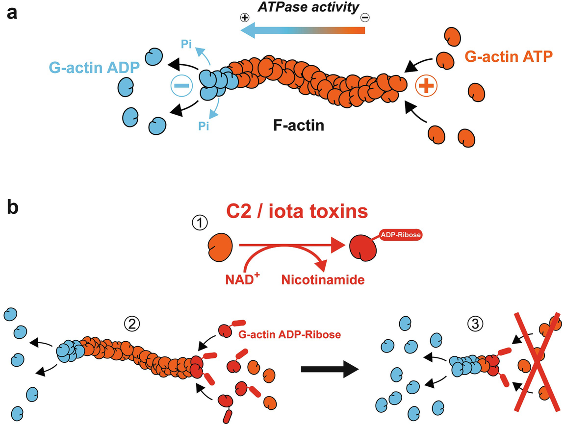 toxin lista