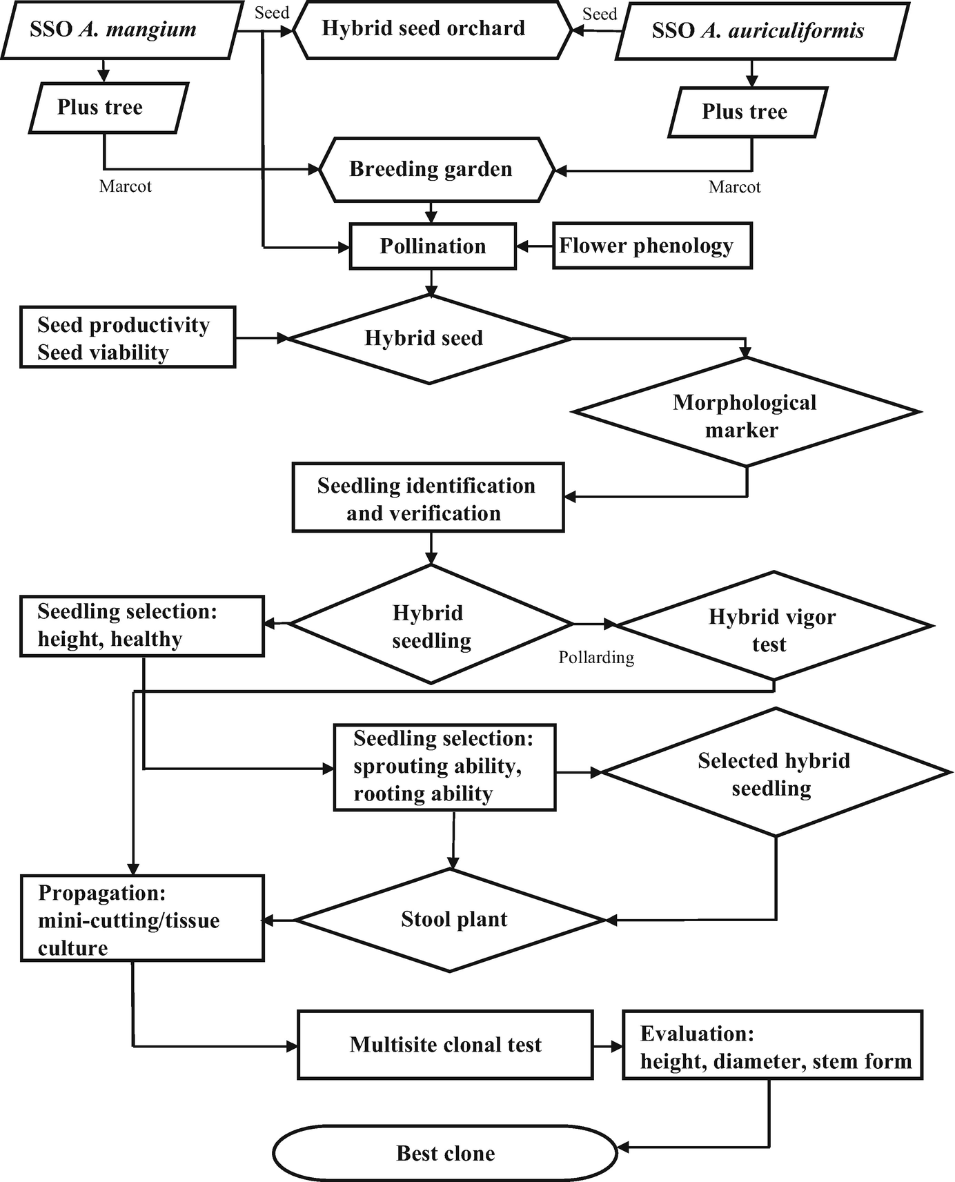 Genetics And Breeding Of Tropical Acacias For Forest Products