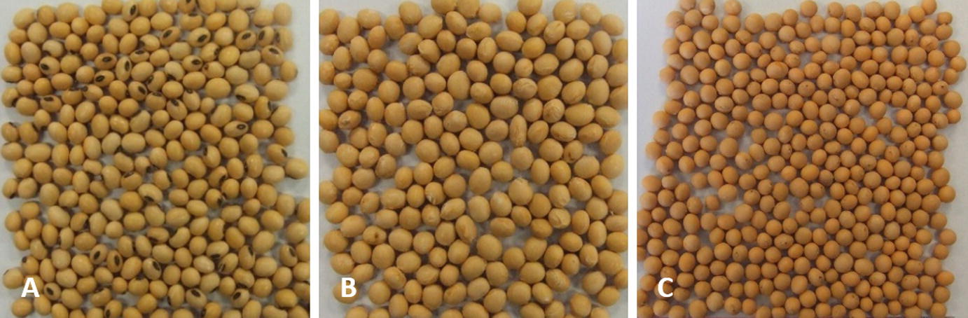 Soybean Glycine Max L Merr Breeding History Improvement Production And Future Opportunities Springerlink