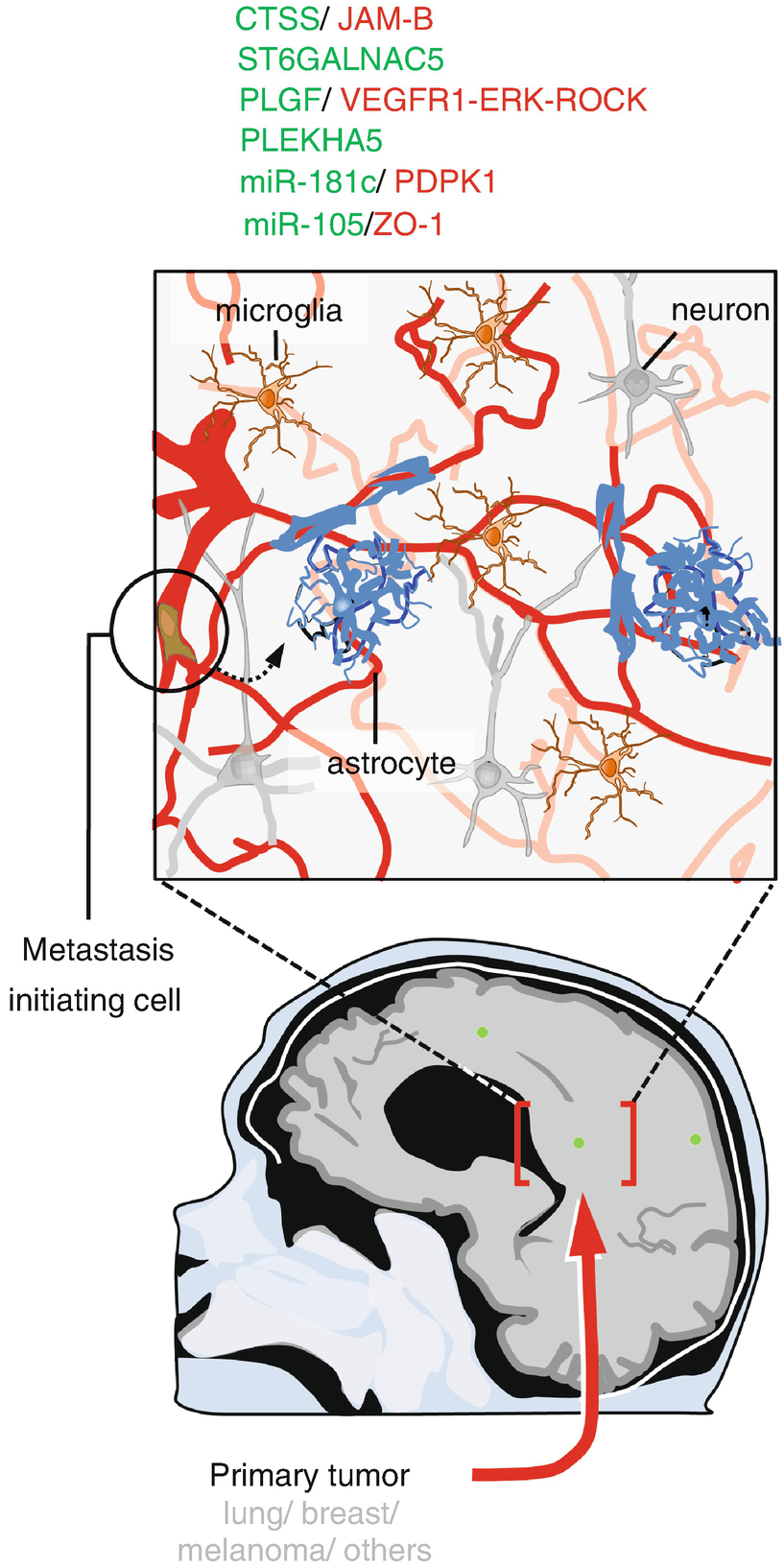 Brain Metastases Cell Partners And Tumor Microenvironment Springerlink Brain Metastases Cell Partners And Tumor Microenvironment Springerlink