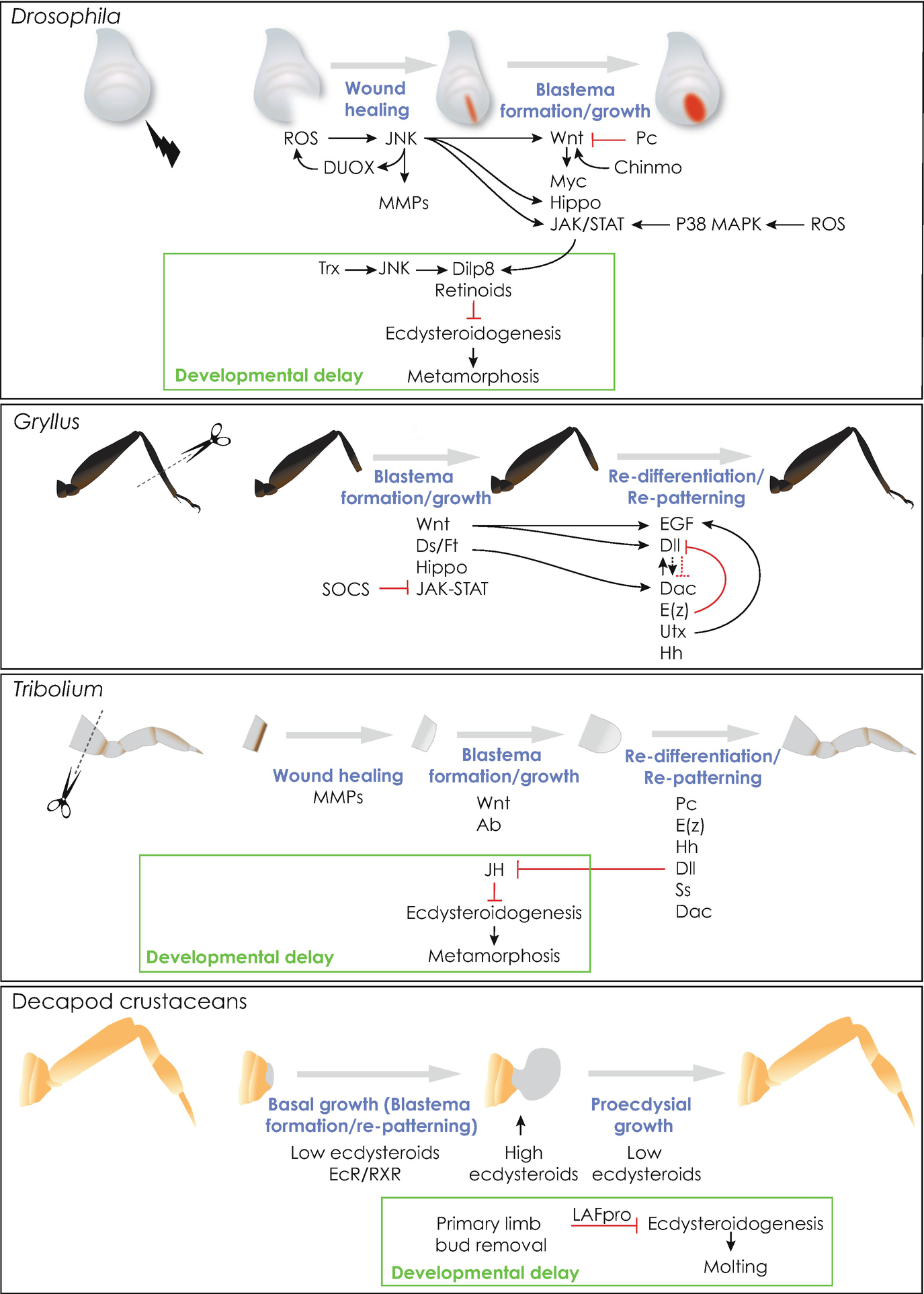 Evolution And Regulation Of Limb Regeneration In Arthropods Springerlink