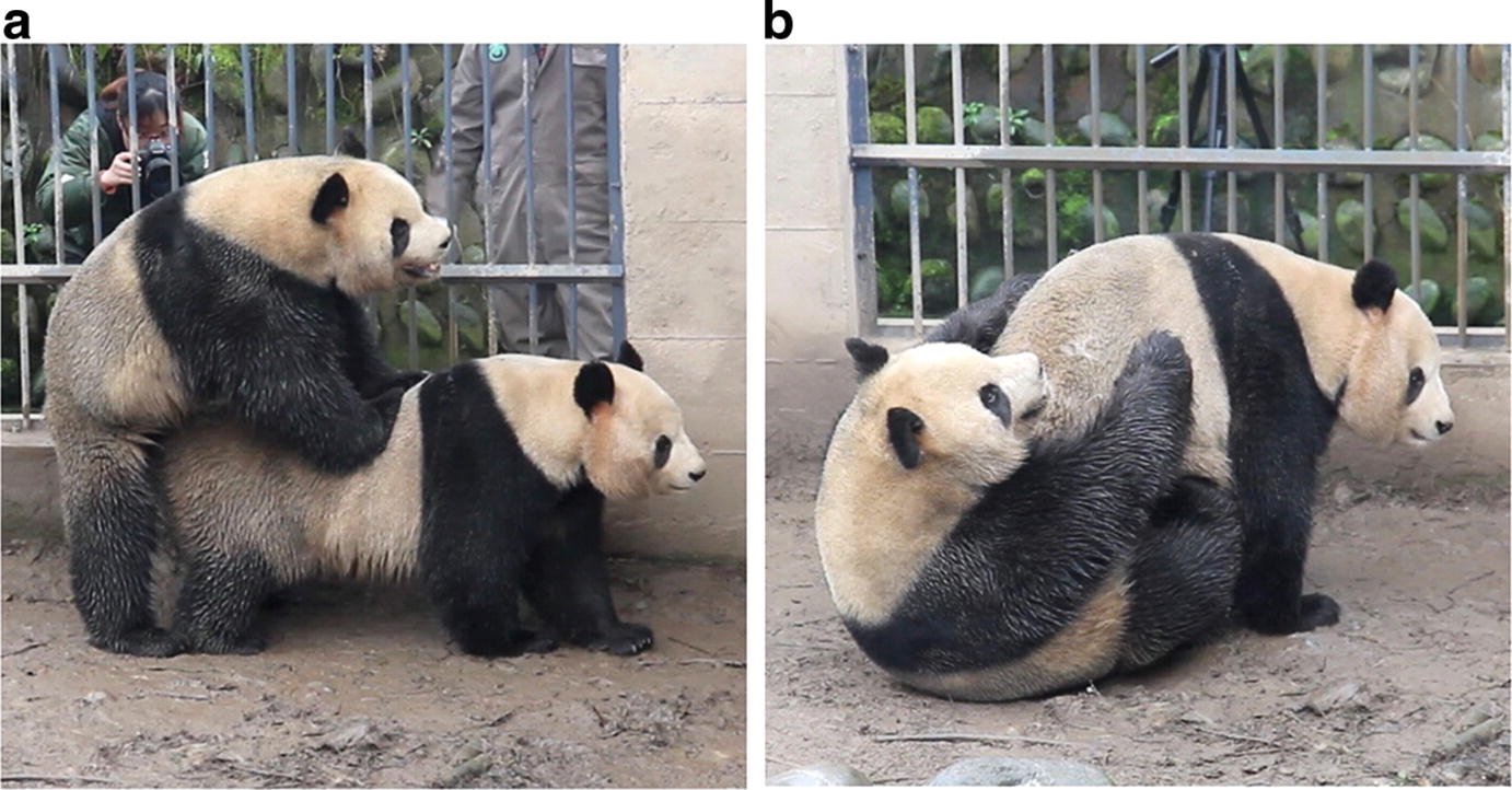 Comprehensive Breeding Techniques For The Giant Panda Springerlink