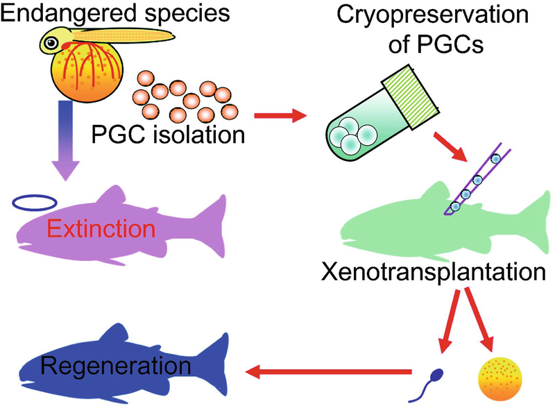 The Role Of Reproductive Sciences In The Preservation And Breeding Of Commercial And Threatened Teleost Fishes Springerlink The Role Of Reproductive Sciences In The Preservation And Breeding Of Commercial And Threatened Teleost Fishes Springerlink