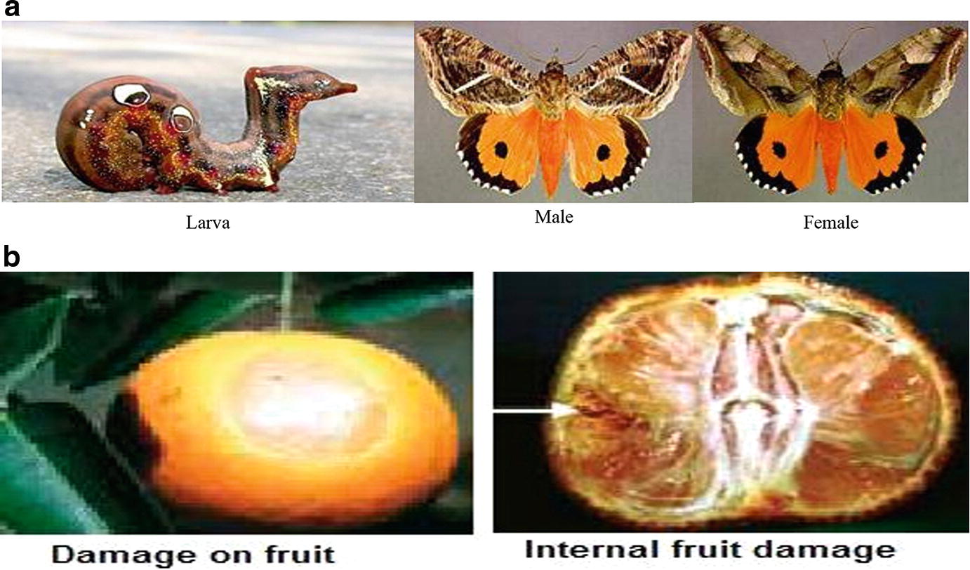 Insect Pests Infestation During Field and Storage of Fruits and ...