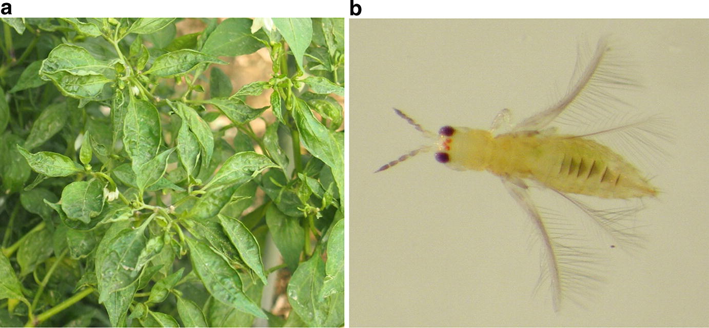 Symbiotic Relationships In The Natural Environment Parasitic Wasps