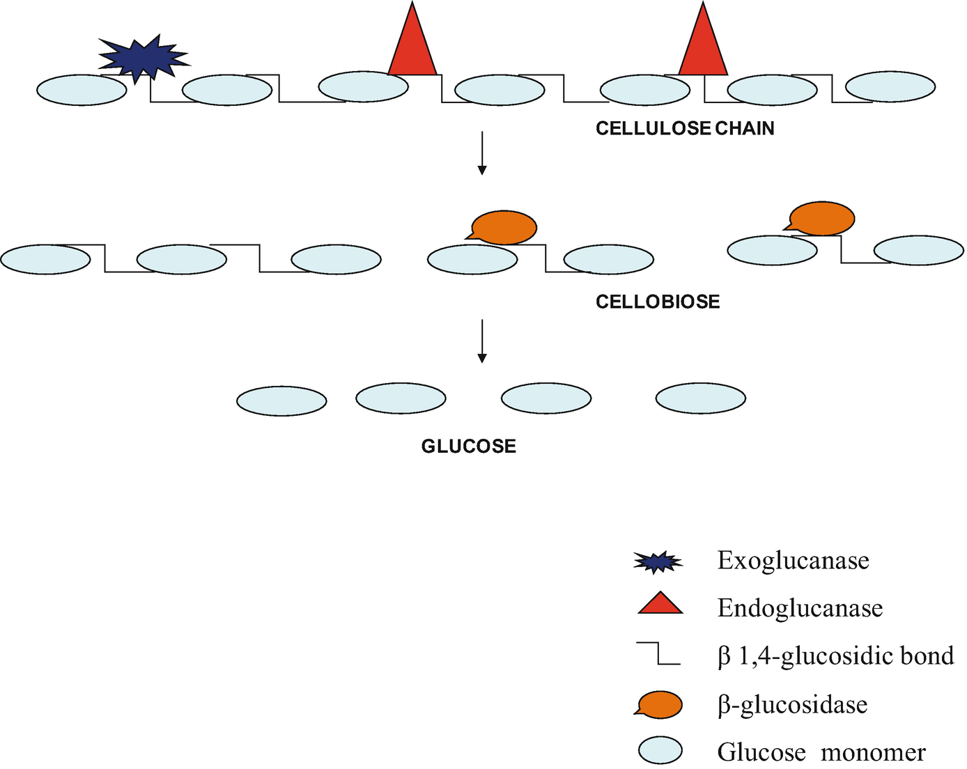 Biotechnological Applications Of B Glucosidases In Biomass Degradation Springerlink