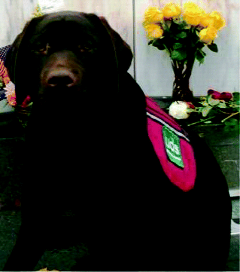Introduction Building A Rationale For Prison Dog Programs
