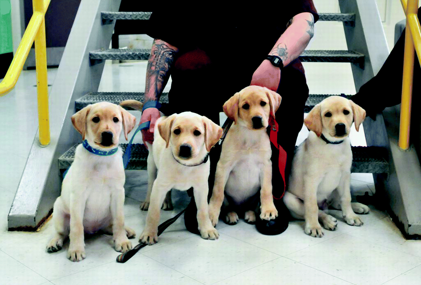 Planning And Implementing A Prison Dog Program Springerlink Planning And Implementing A Prison Dog Program Springerlink