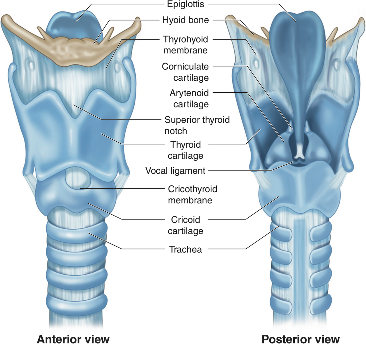 Physiology Of Voice Production Springerlink