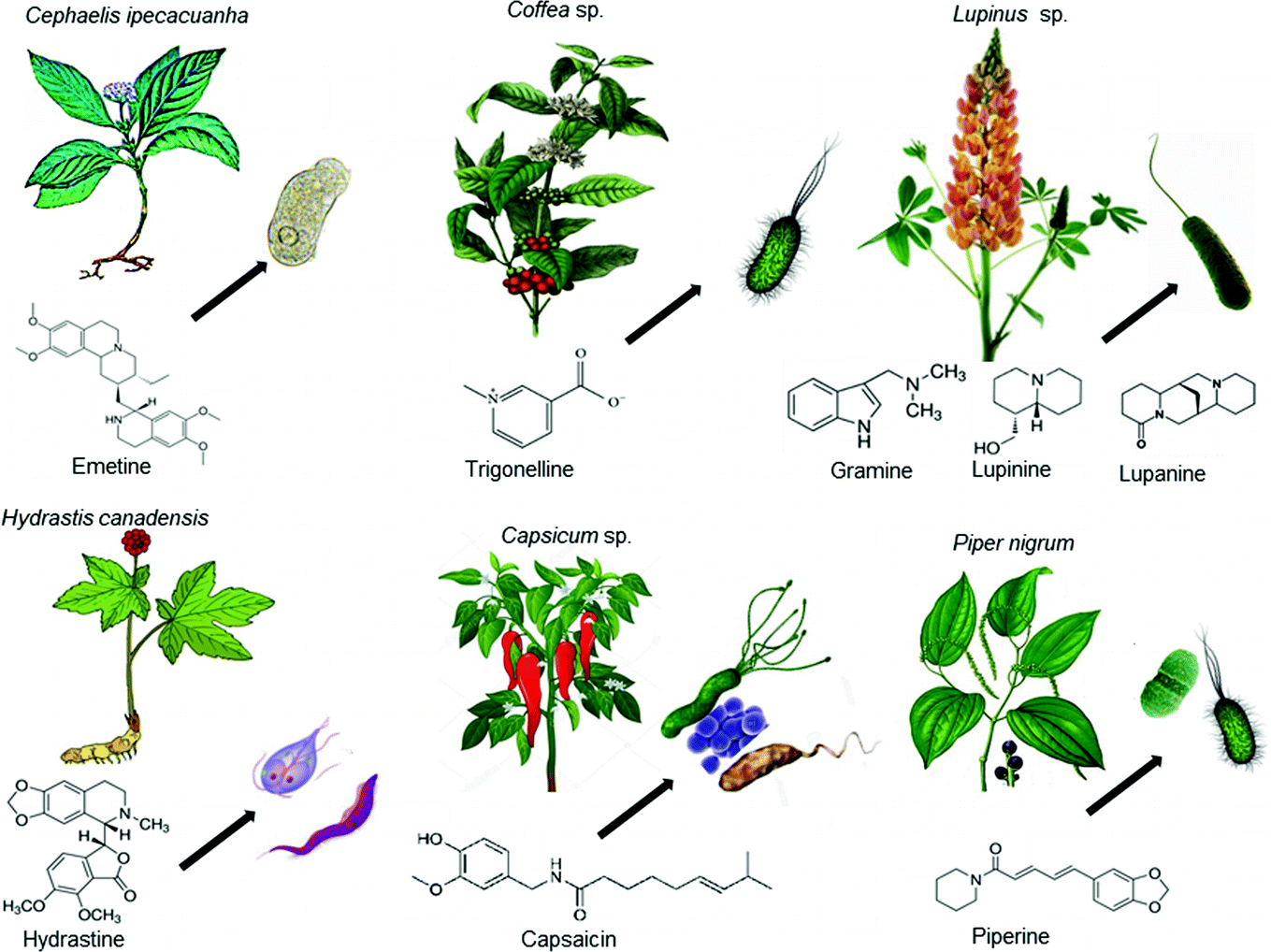 Classification Drugs Containing Alkaloids Pharmacognosy