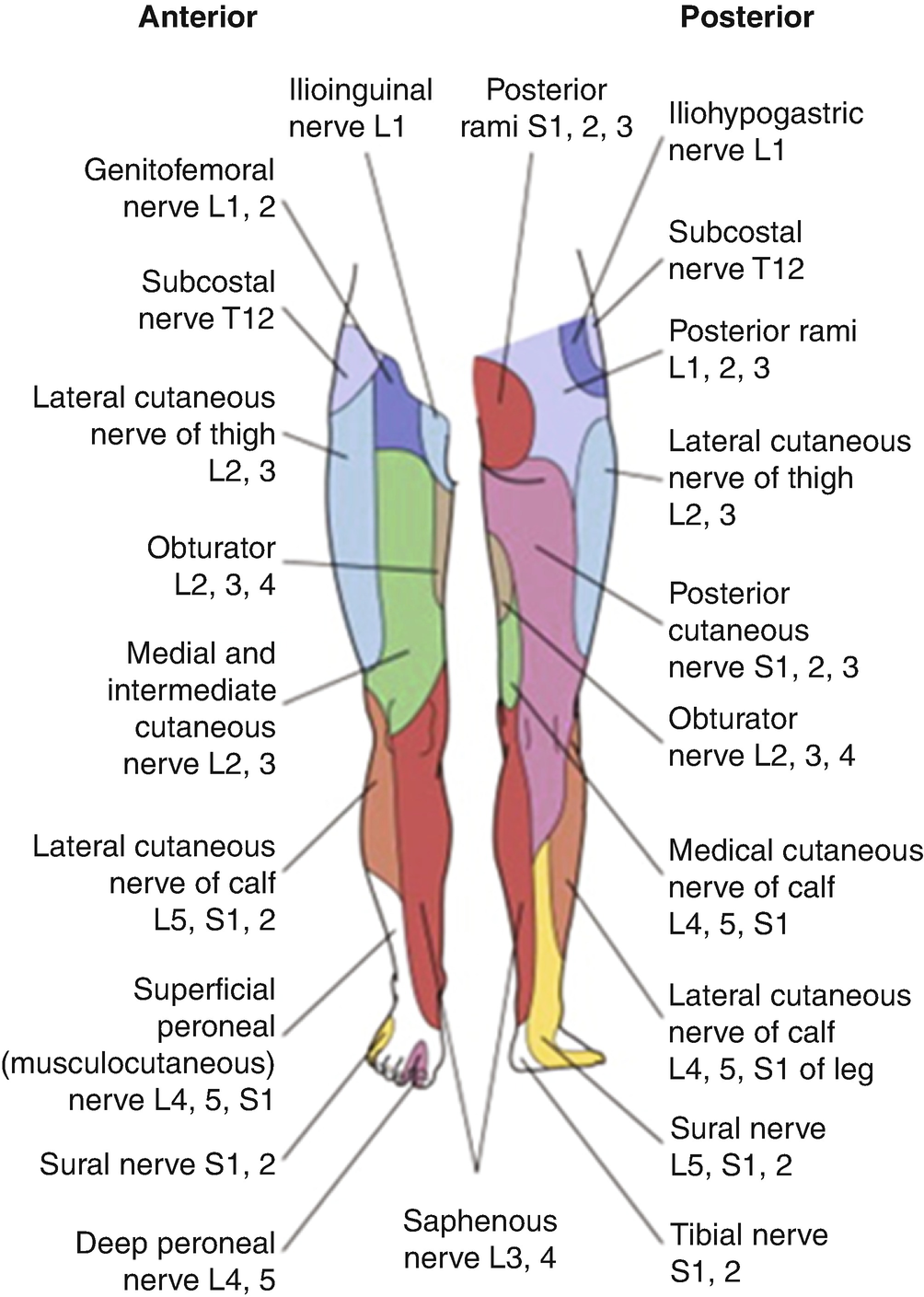 Neurological Exam And Neurophysiologic Evaluation For The Pain Patient Springerlink Neurological Exam And Neurophysiologic Evaluation For The Pain Patient Springerlink