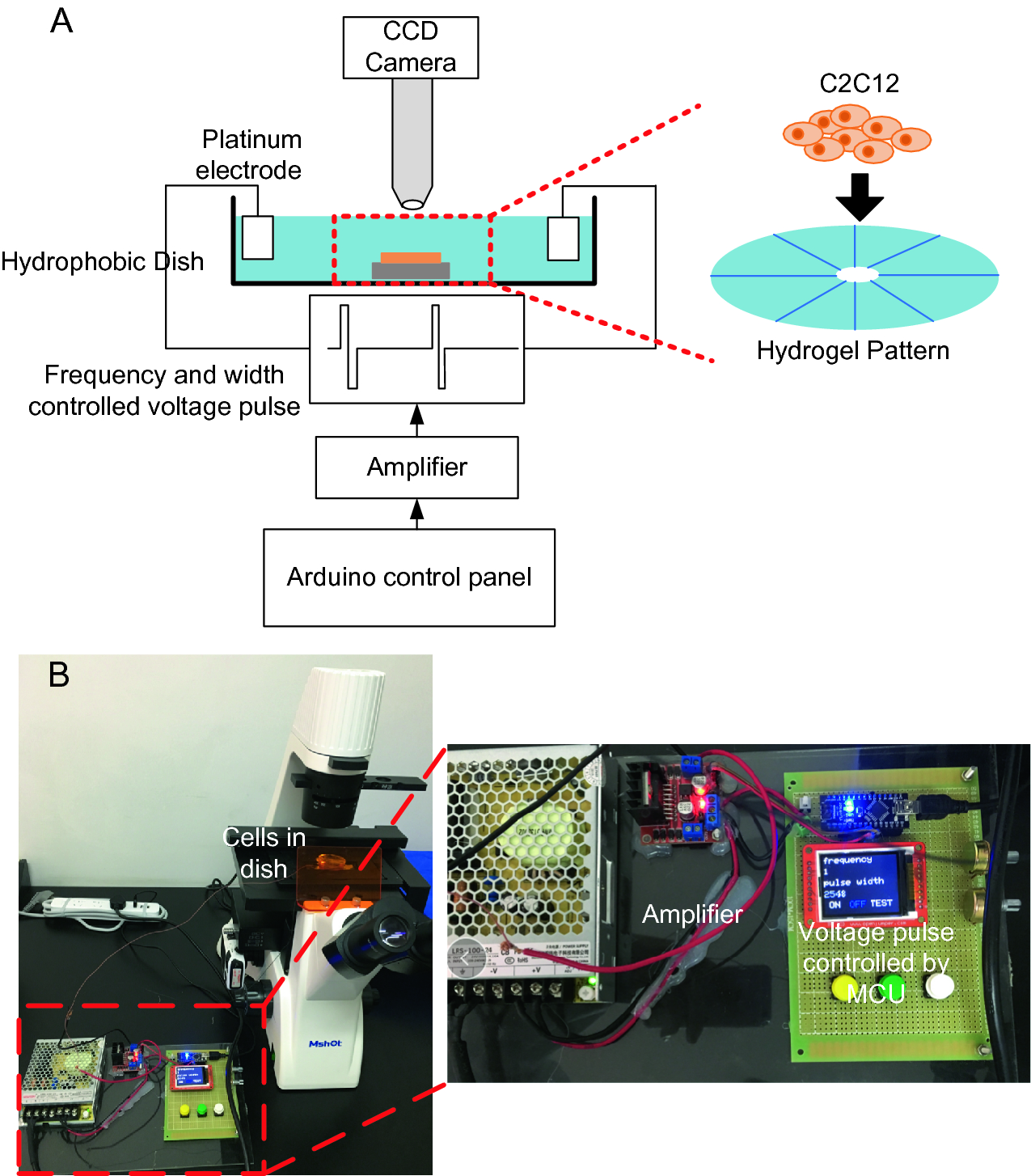 Experimental Study of the Behavior of Muscle Cells on Projection Micro- stereolithography Printed Micro-structures | SpringerLink
