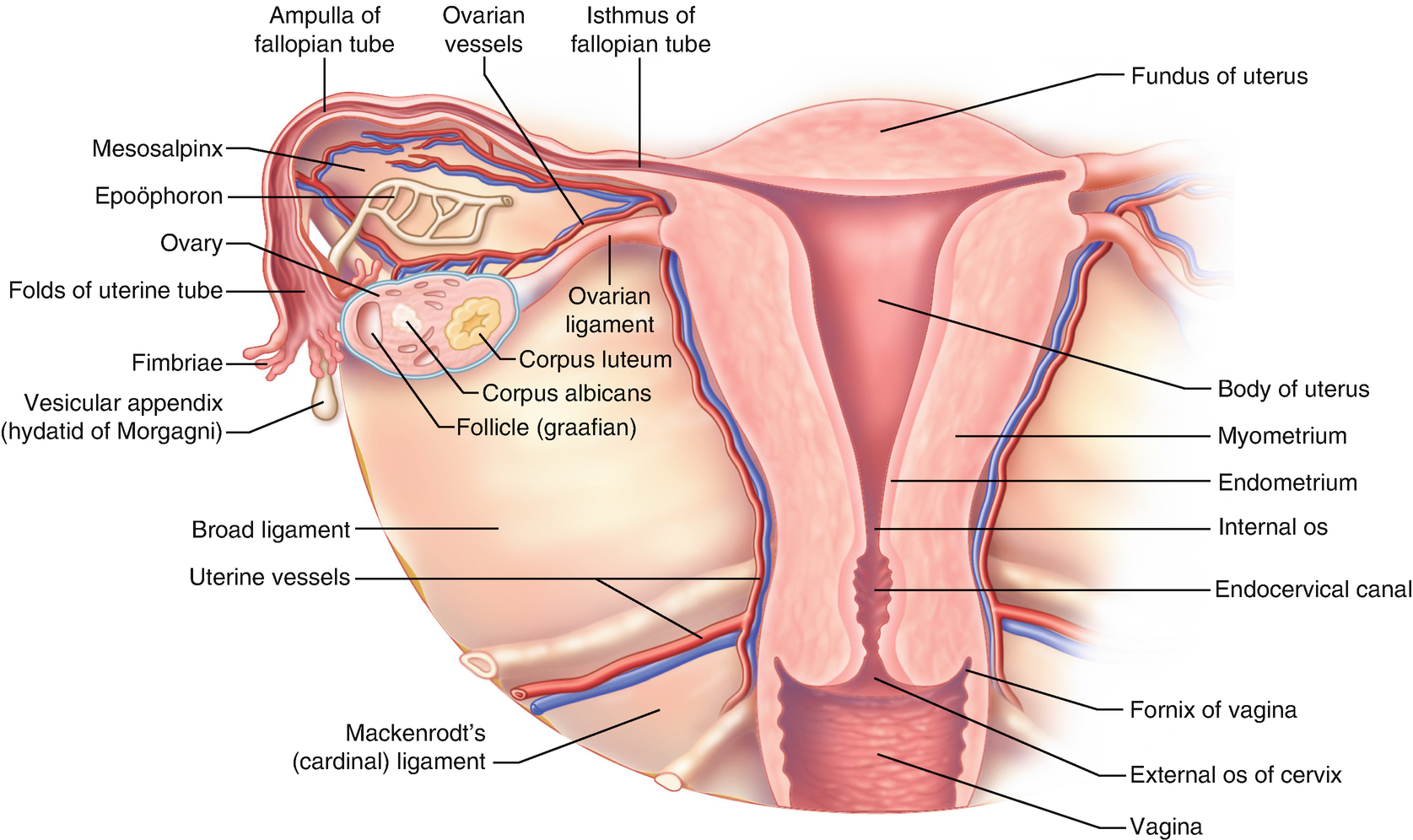 Abdominal Anatomy Pictures Female - Lateral Abdominal And Reproductive Anatomy Of Female Medical Art Works