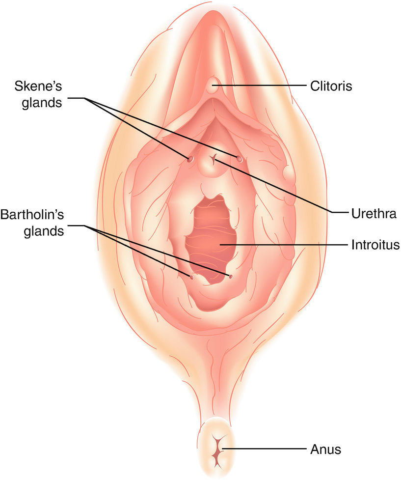 Excision of Vaginal and Vulvar Cysts | SpringerLink Excision of Vaginal and Vulvar Cysts | SpringerLink