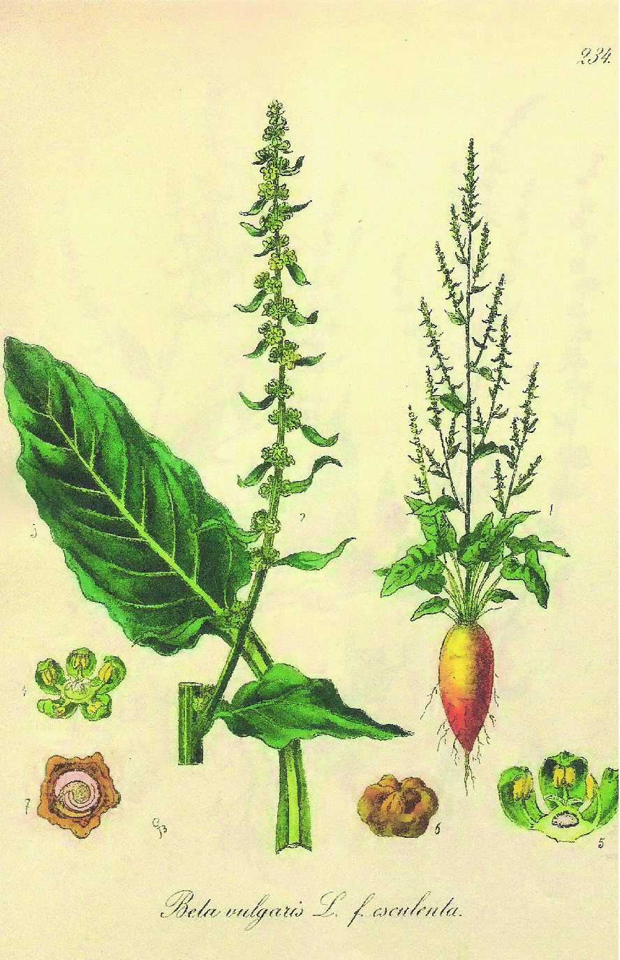 Cultivated Offspring Springerlink