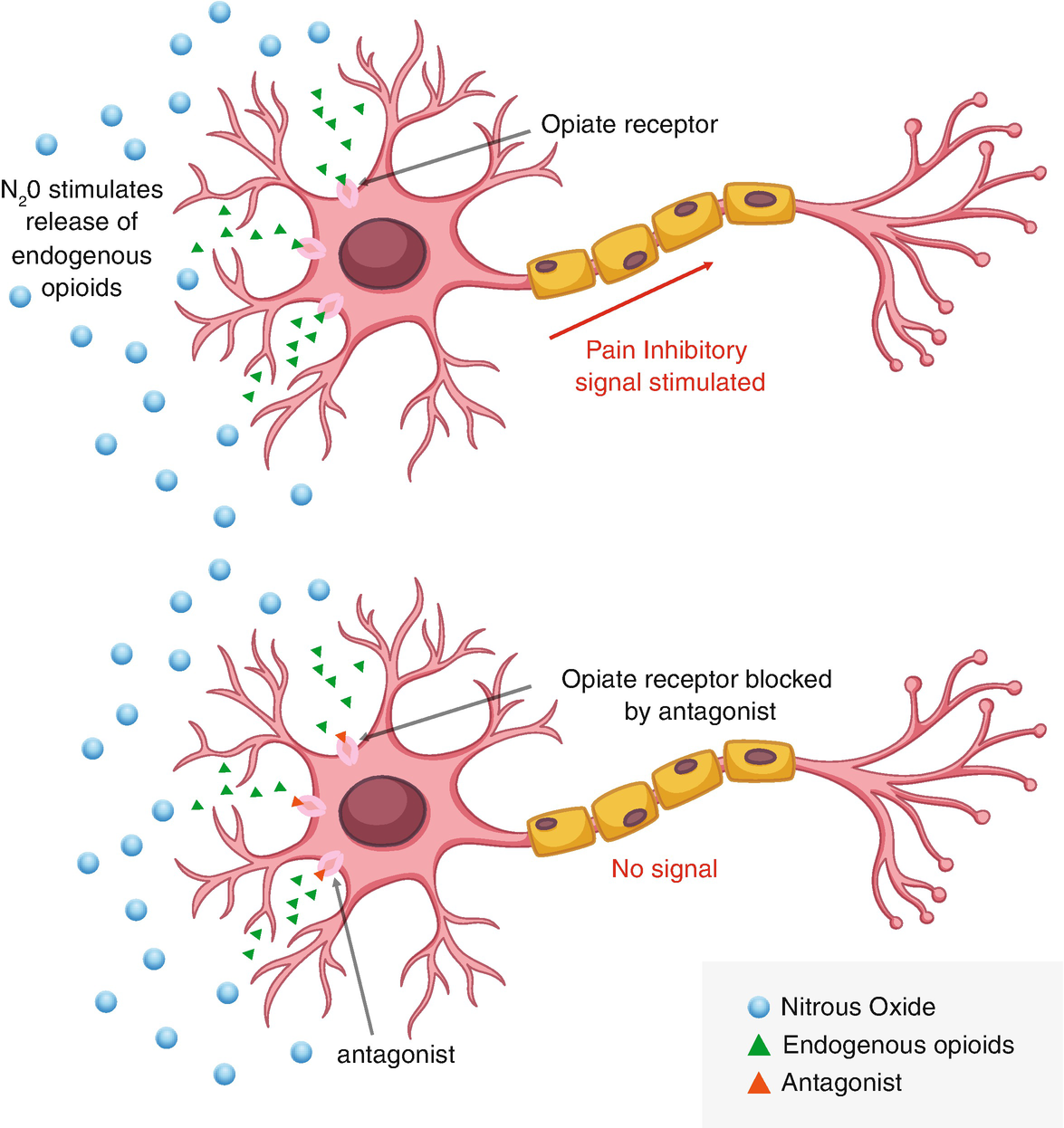 Mechanism Of Action Of Nitrous Oxide Springerlink