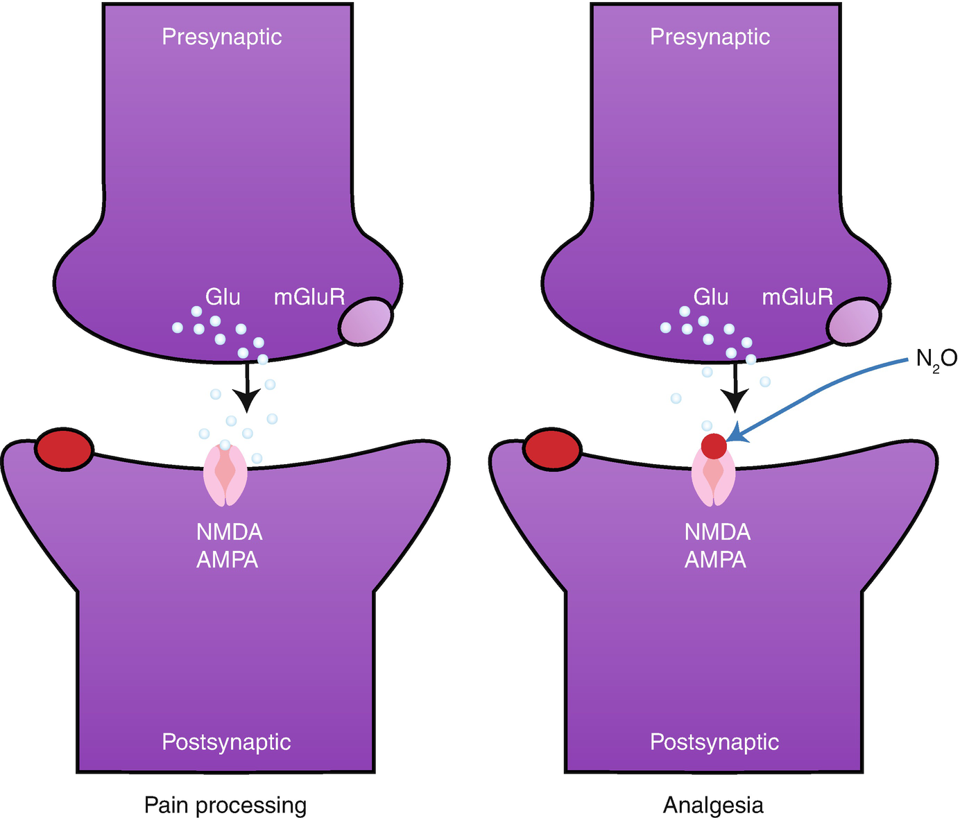 Mechanism Of Action Of Nitrous Oxide Springerlink