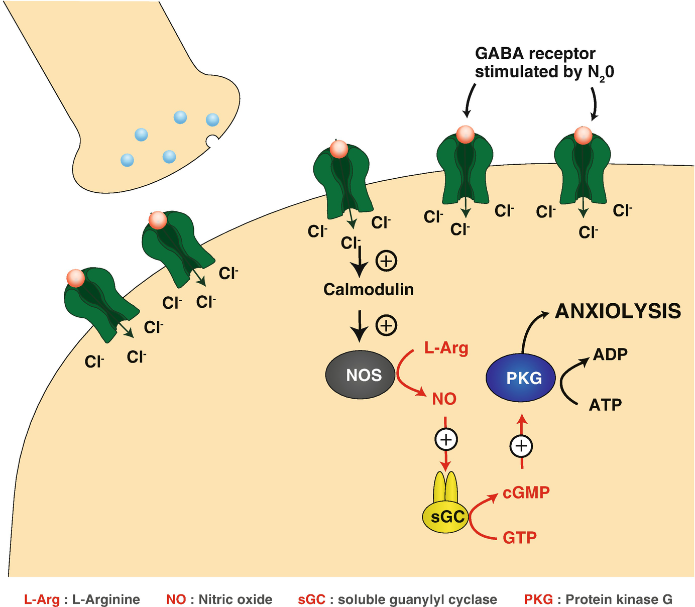 Mechanism Of Action Of Nitrous Oxide Springerlink