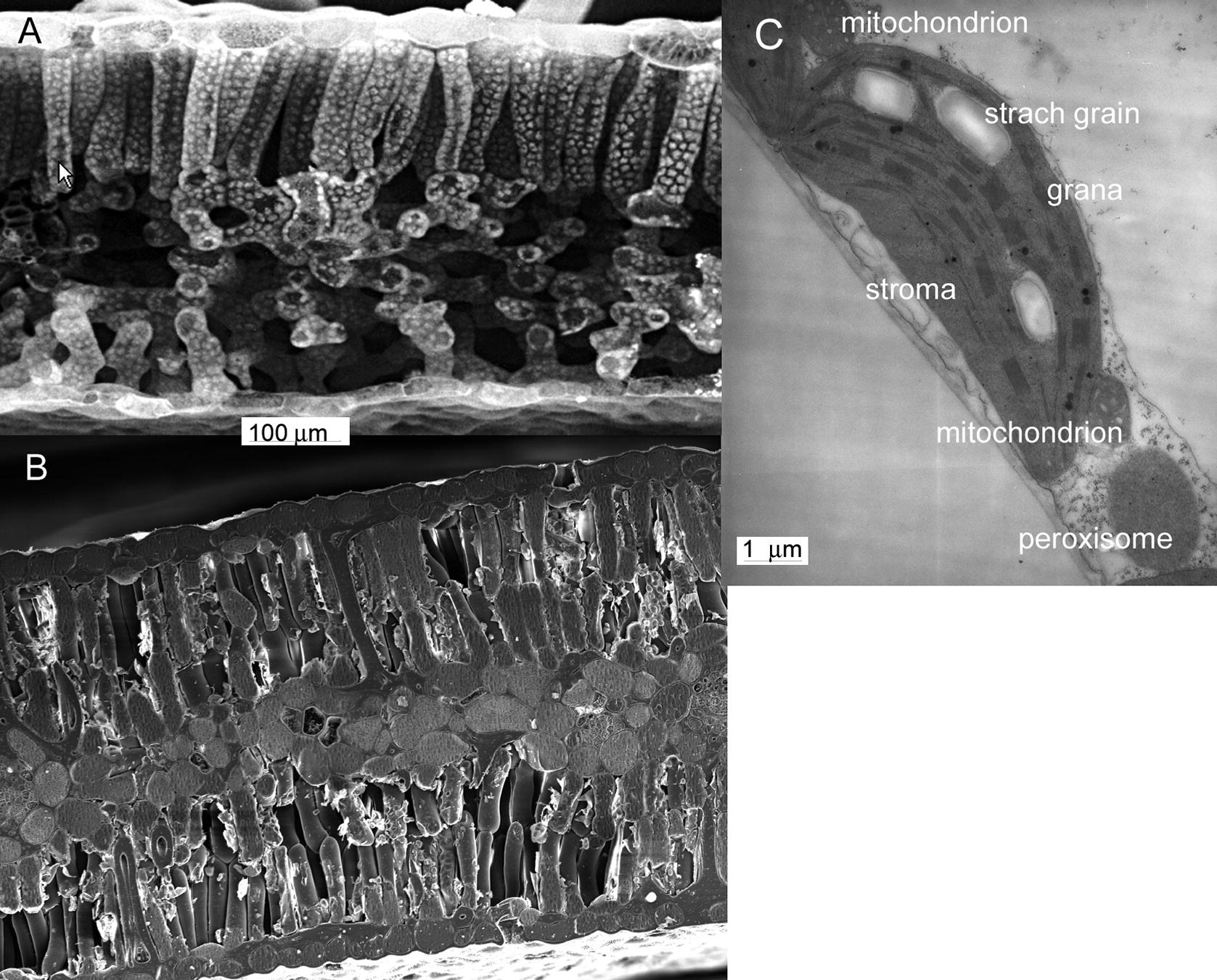 Photosynthesis Respiration And Long Distance Transport Photosynthesis Springerlink