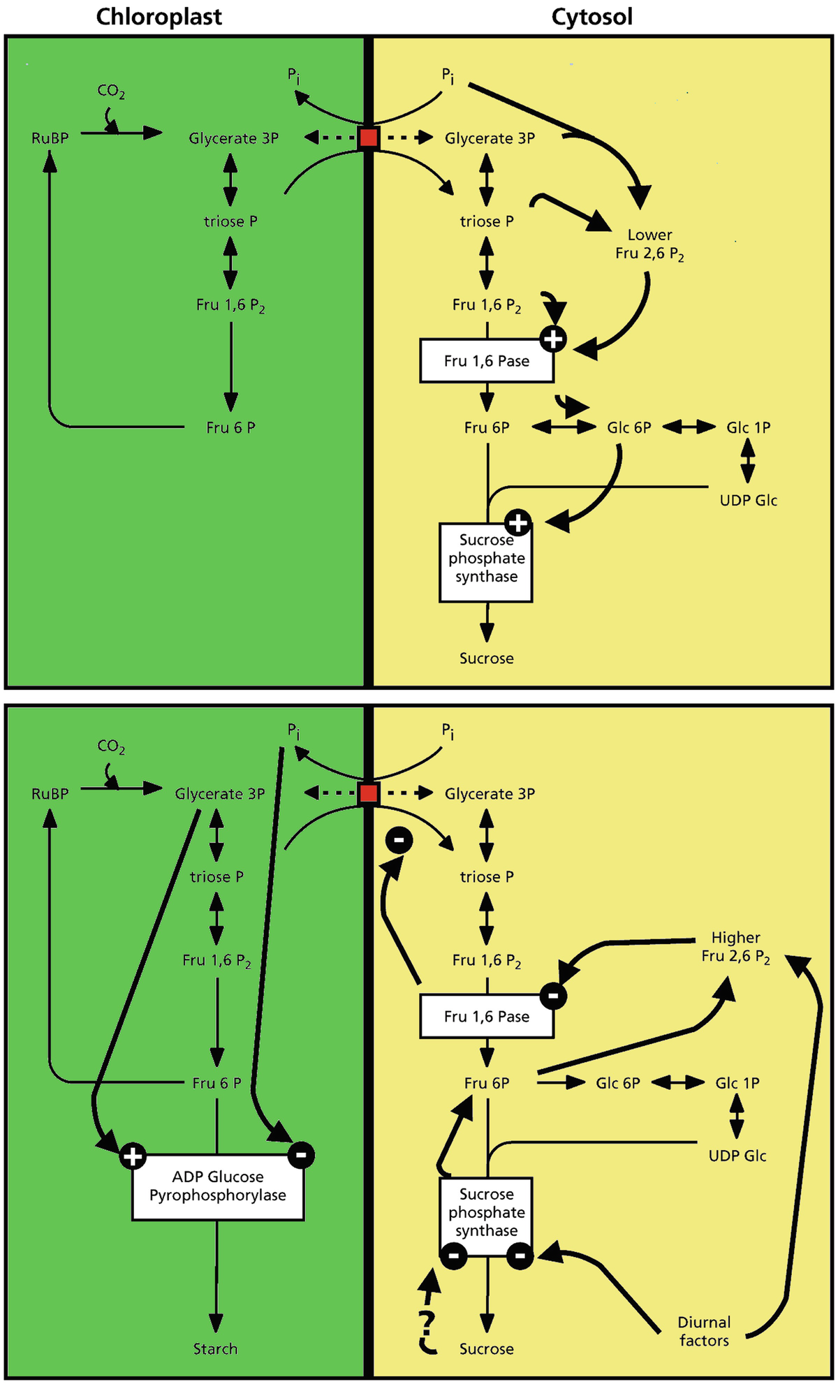 Photosynthesis Respiration And Long Distance Transport Photosynthesis Springerlink