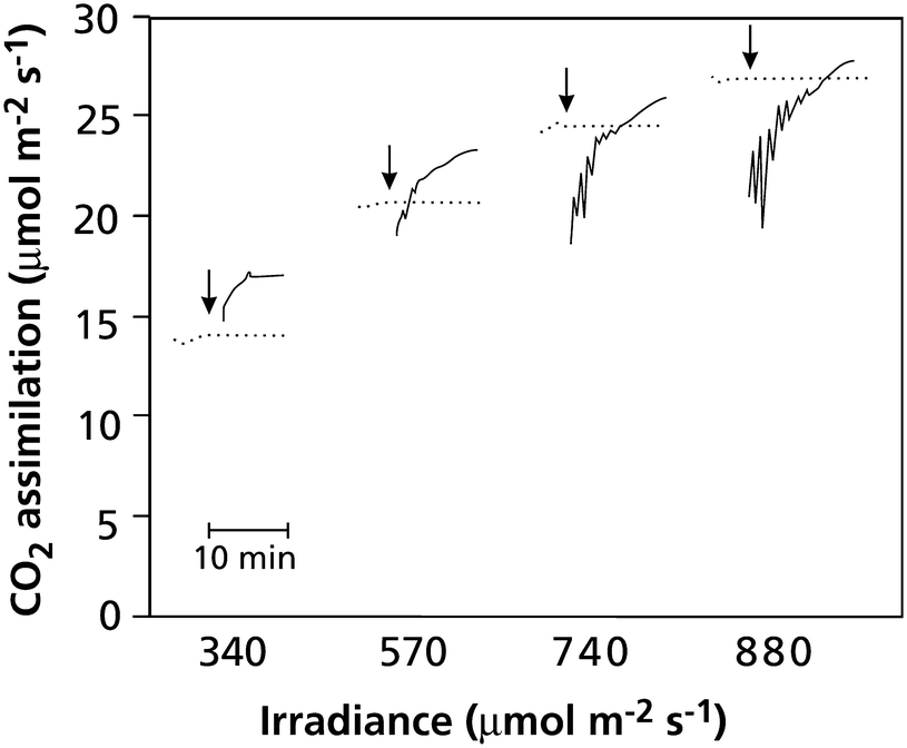 Photosynthesis Respiration And Long Distance Transport Photosynthesis Springerlink