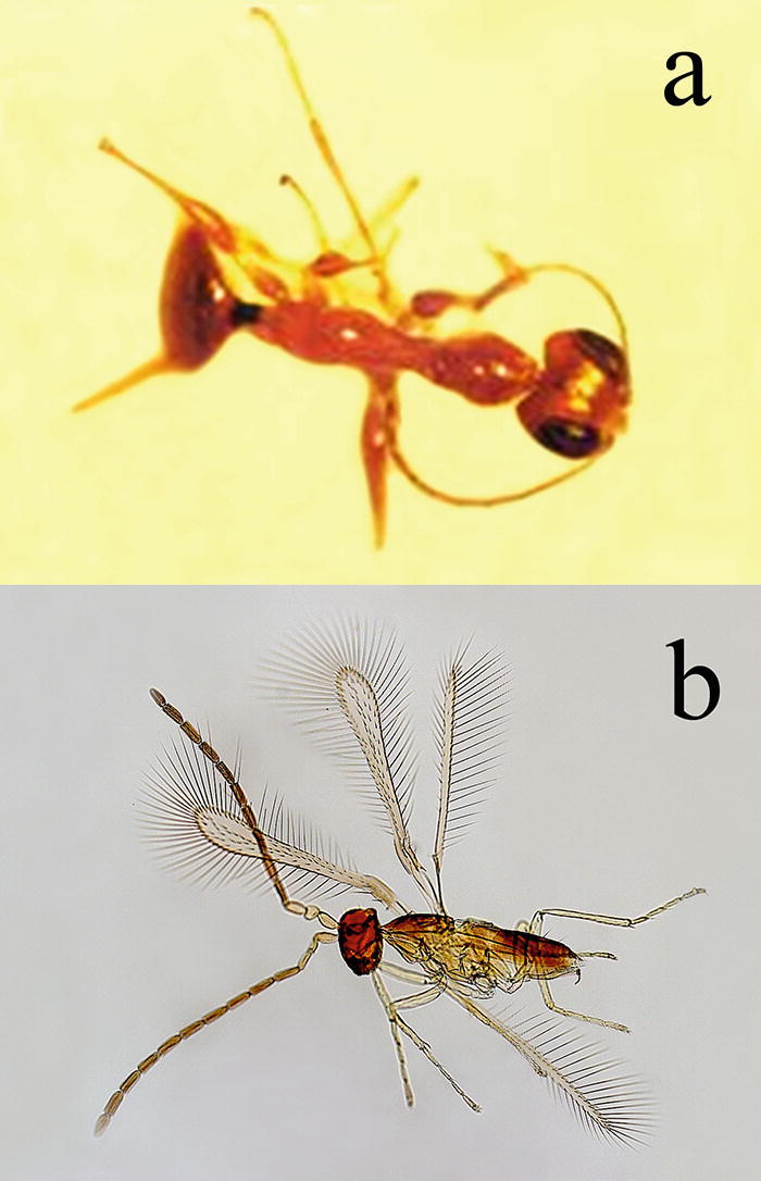 Biological Control Of The Leafhopper Dalbulus Maidis In Corn Throughout The Americas Interaction Among Phytoplasma Insect Vector Parasitoids Springerlink