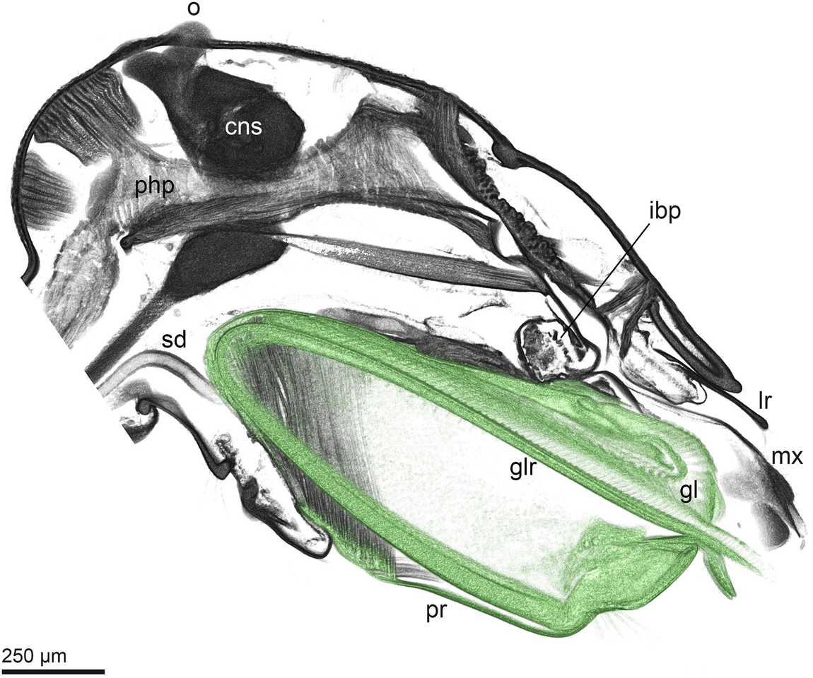 Evolution Of The Multifunctional Mouthparts Of Adult