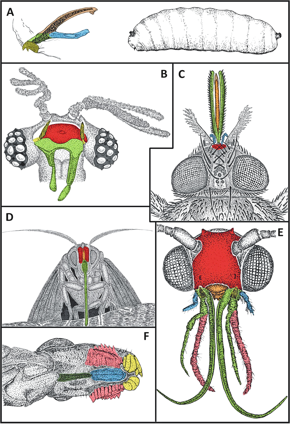 The Fossil Record Of Insect Mouthparts Innovation Functional Images, Photos, Reviews