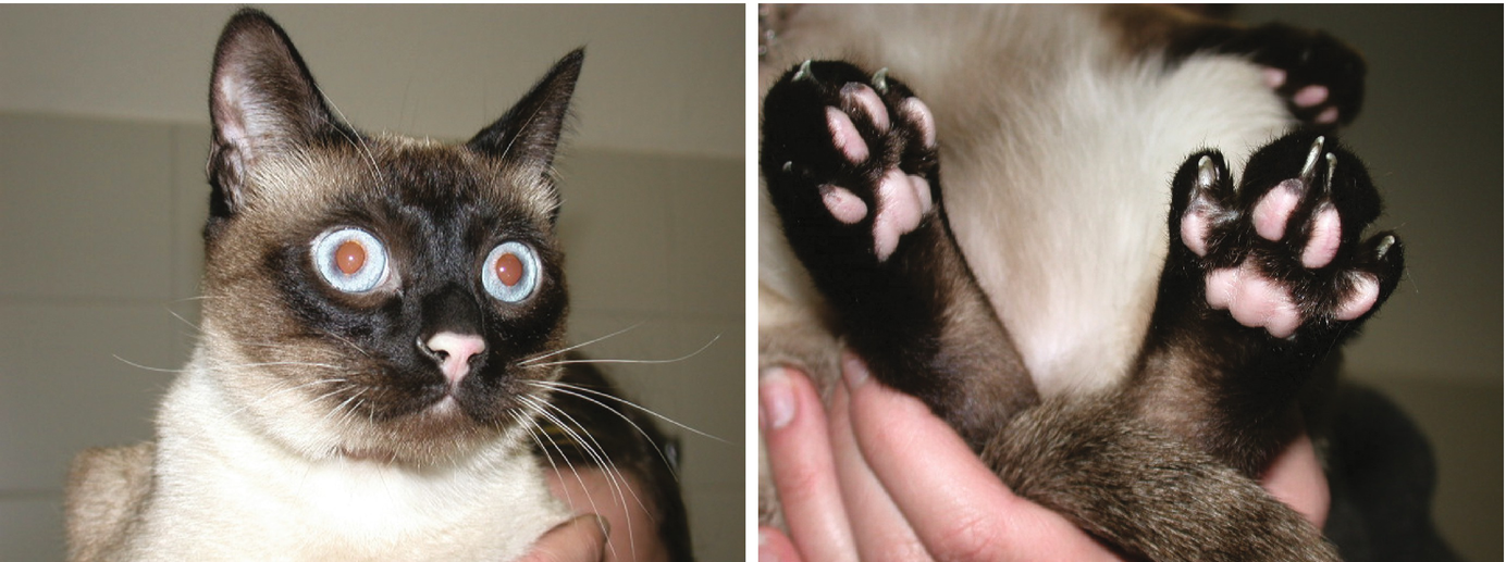 40 Top Pictures Pemphigus Foliaceus Disease In Cats - Autoimmune Skin Disease In Cats Vca Animal Hospital