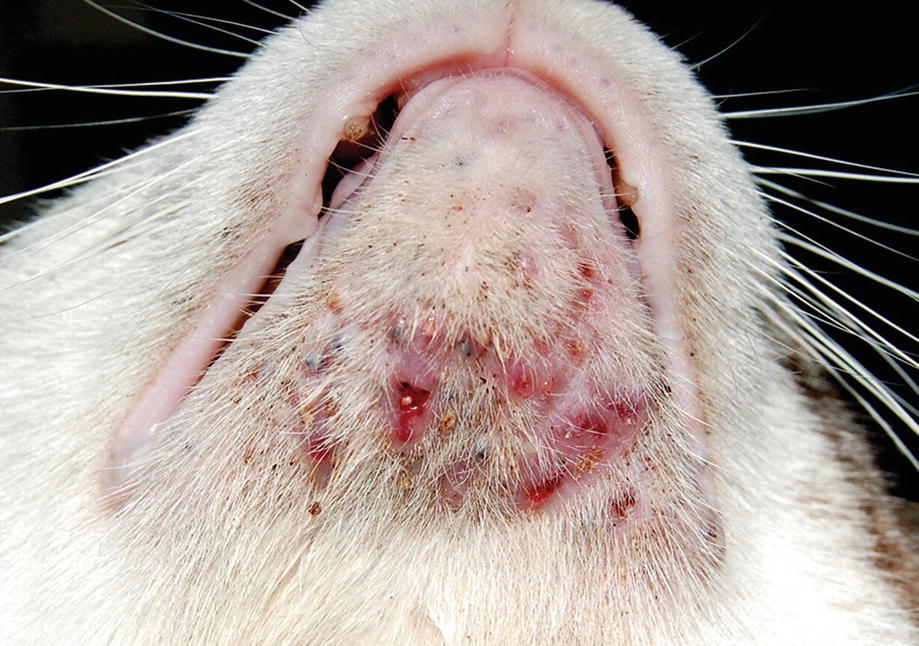Approach To The Feline Patient General And Dermatological Examination Springerlink