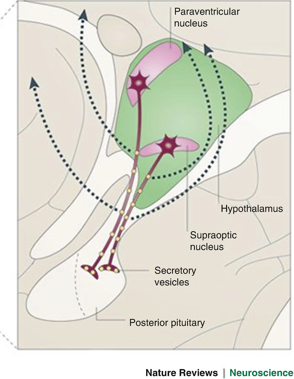 Neurobiology Of Empathy Springerlink