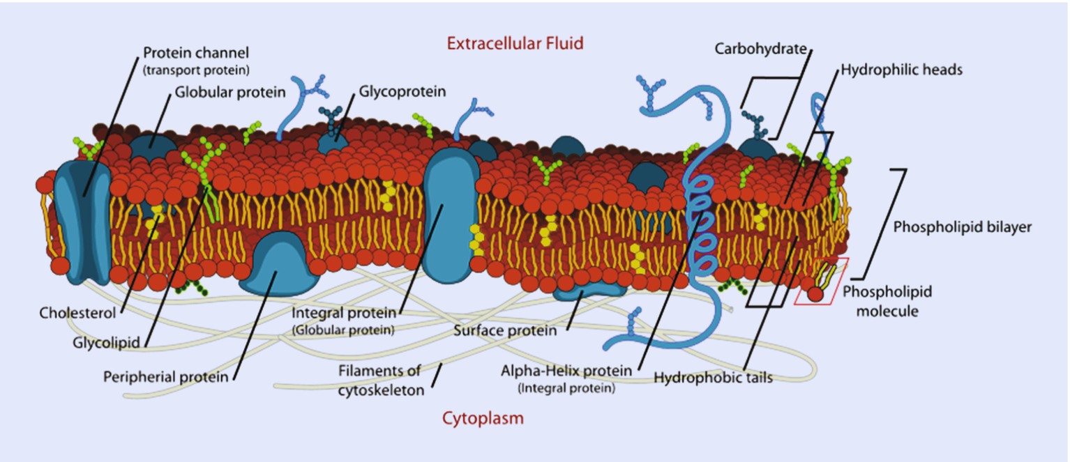 Structure From Organelle And Cell Membrane To Tissue Springerlink