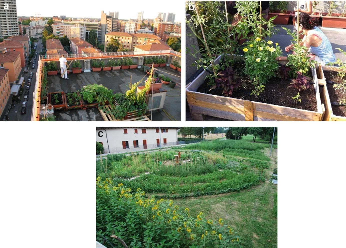 Urban Regeneration With Rooftop Farming Pilot Projects Springerlink