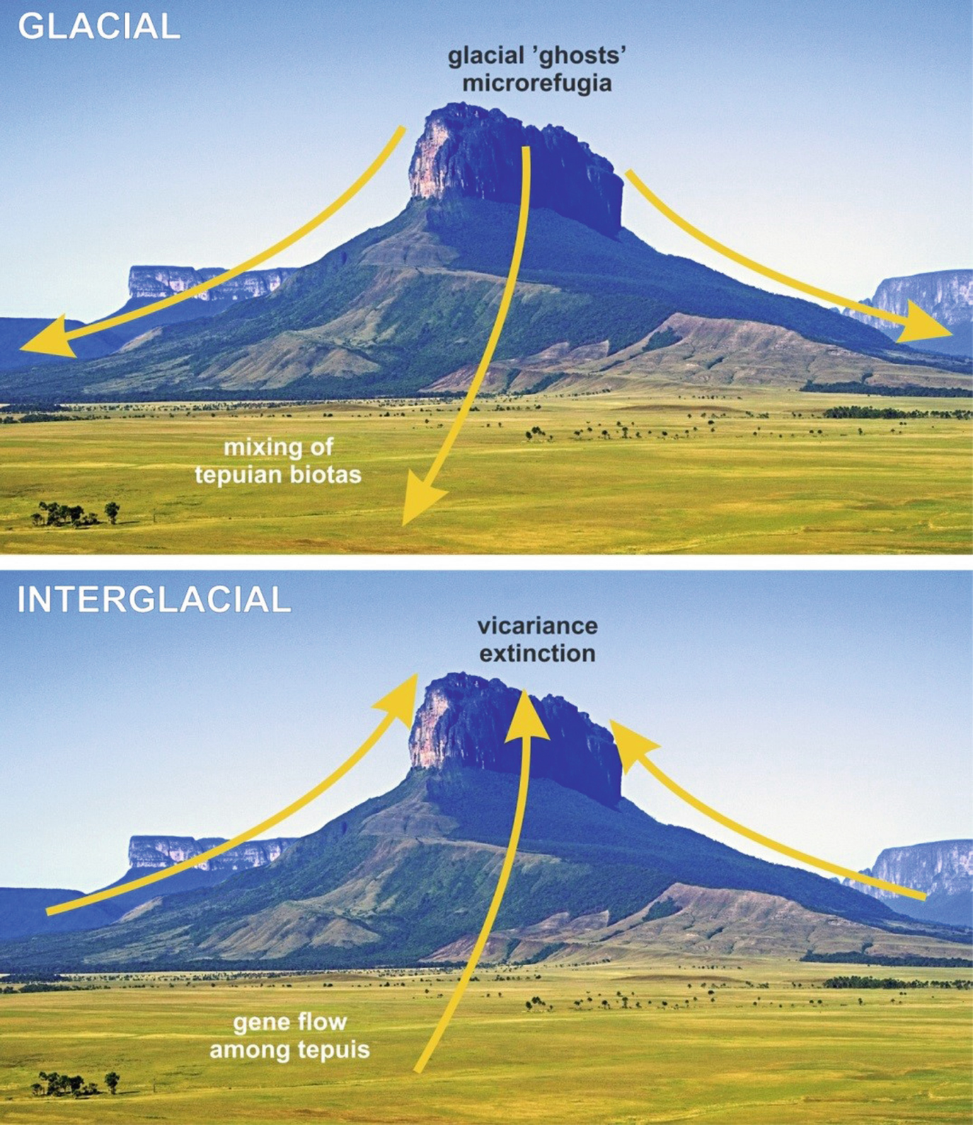 The Pantepui Lost World Towards A Biogeographical Ecological