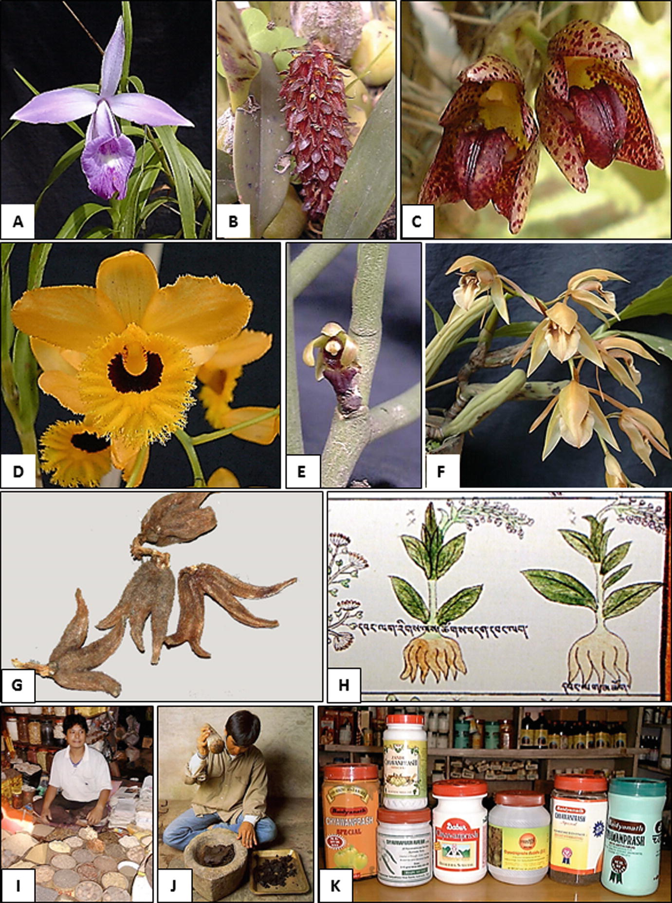 Nepal A Global Hotspot For Medicinal Orchids Springerlink Nepal A Global Hotspot For Medicinal Orchids Springerlink