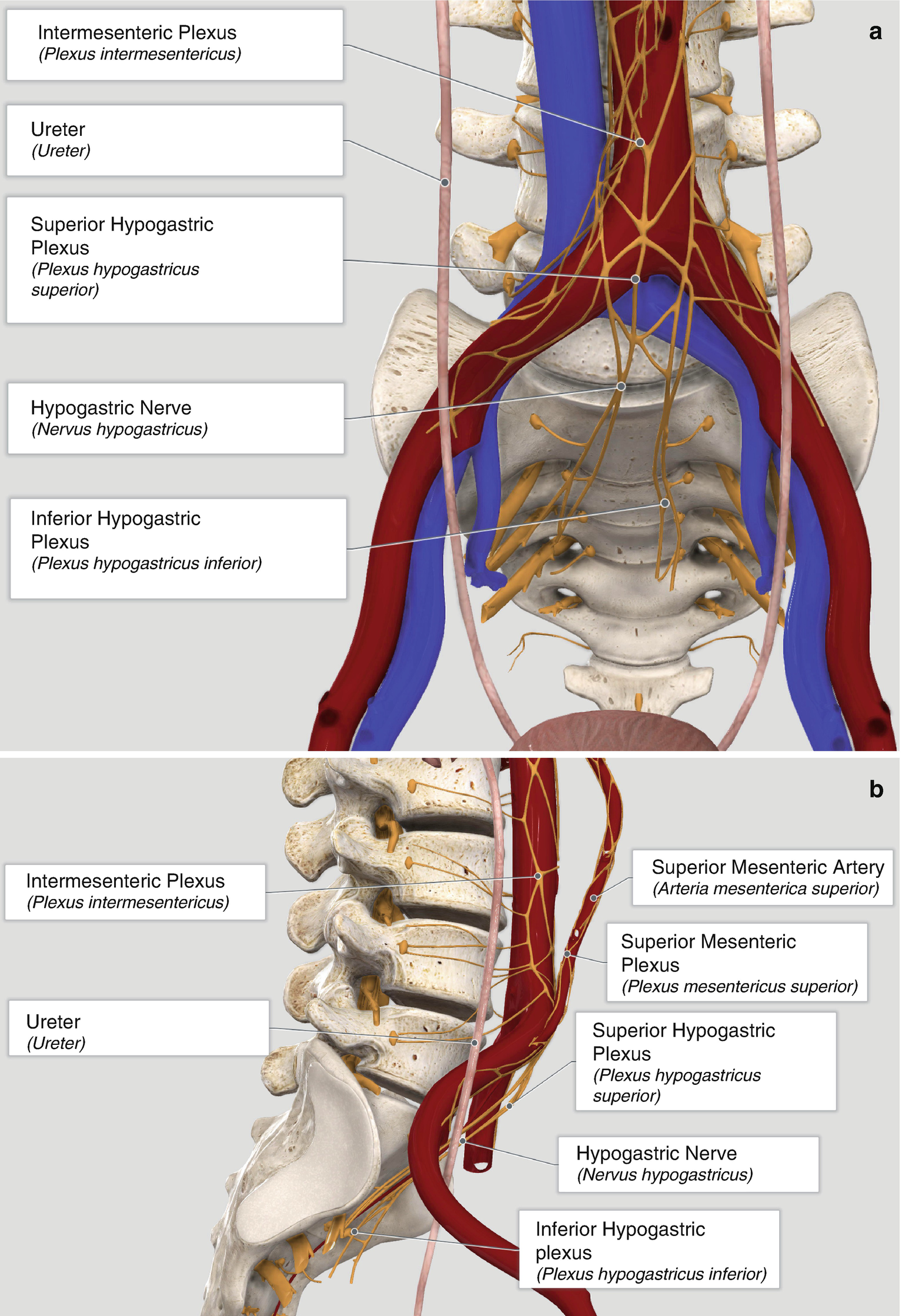 Superior Hypogastric Plexus Block Transdiscal Approach Springerlink Superior Hypogastric Plexus Block Transdiscal Approach Springerlink