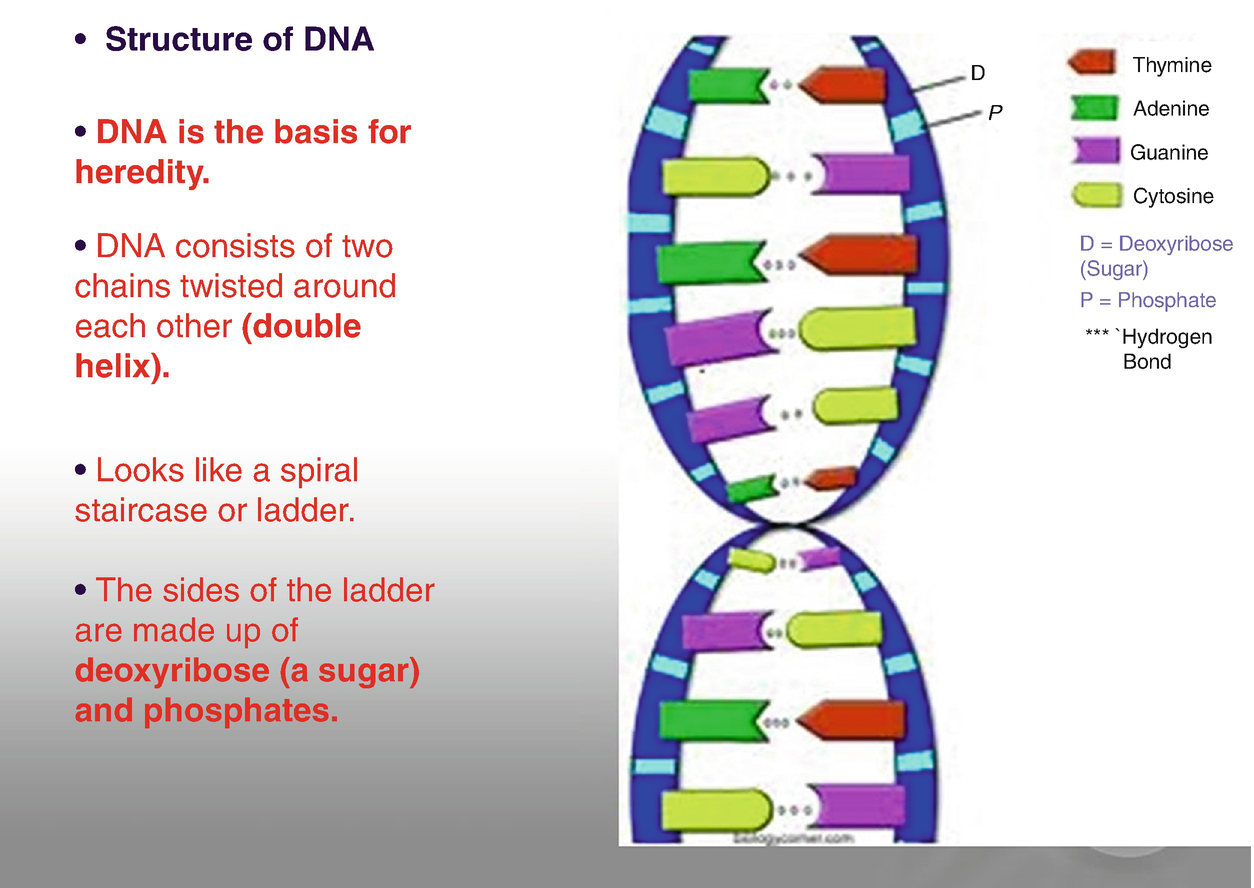 The Principles of Genetics Within Neonatal Palliative Care Pertaining To Dna The Double Helix Worksheet