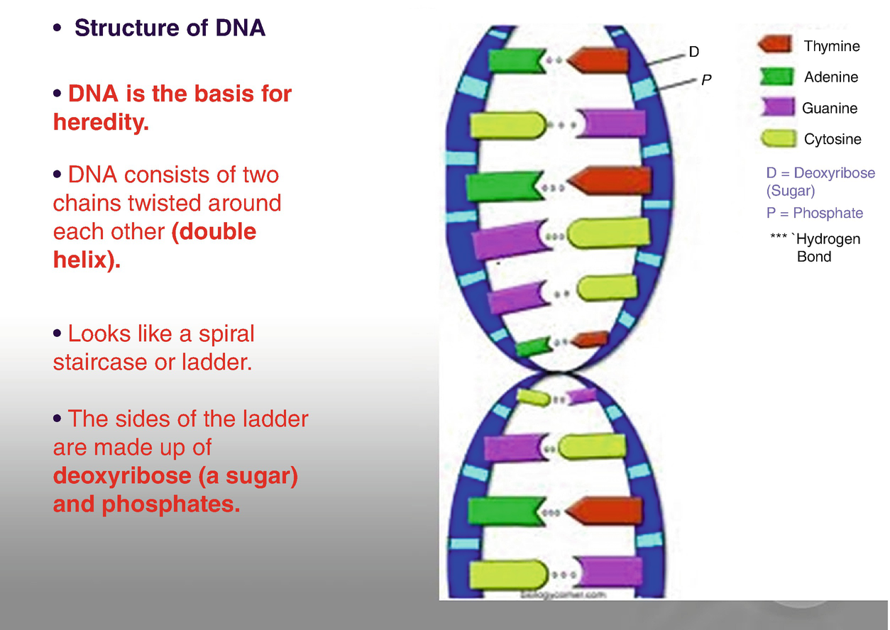 The Principles of Genetics Within Neonatal Palliative Care With Dna Replication Coloring Worksheet