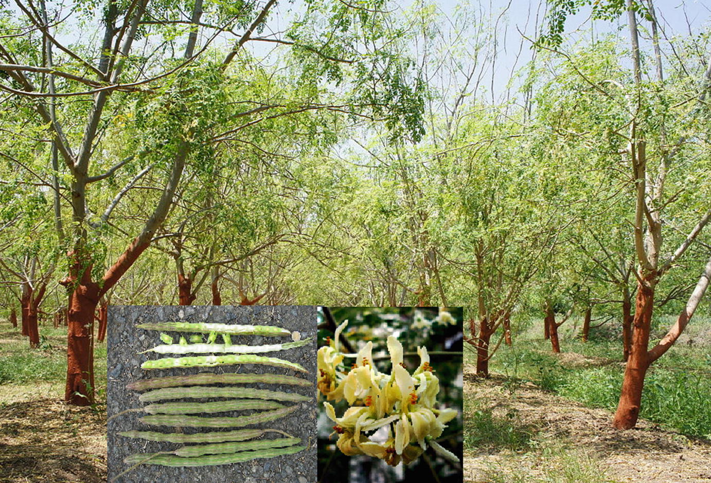 Domestication Of Indigenous Fruit Trees Springerlink