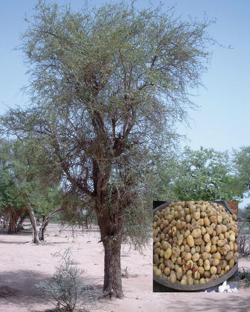 Domestication Of Indigenous Fruit Trees Springerlink Domestication Of Indigenous Fruit Trees Springerlink