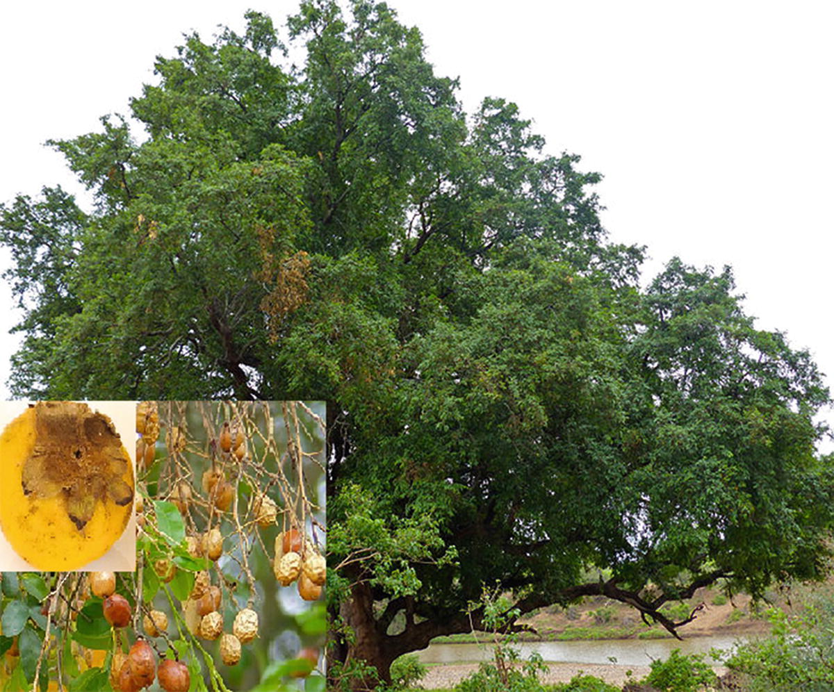 Domestication Of Indigenous Fruit Trees Springerlink Domestication Of Indigenous Fruit Trees Springerlink