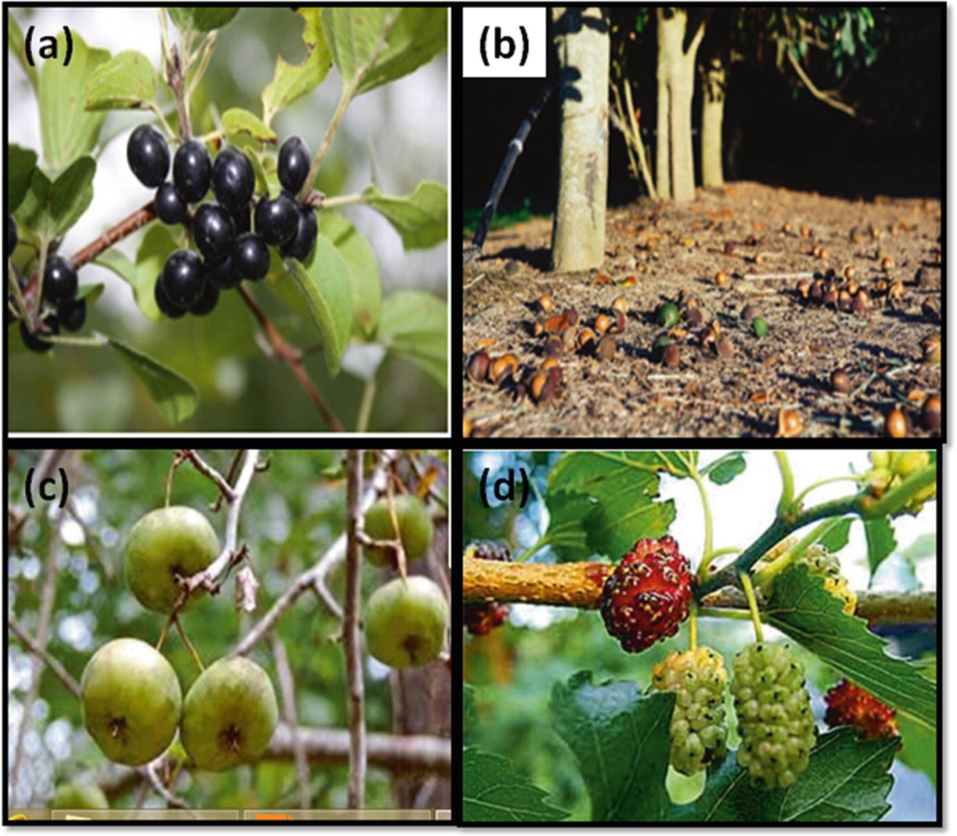 Owoce jadalne Rdzenne gatunki drzew w Nigerii