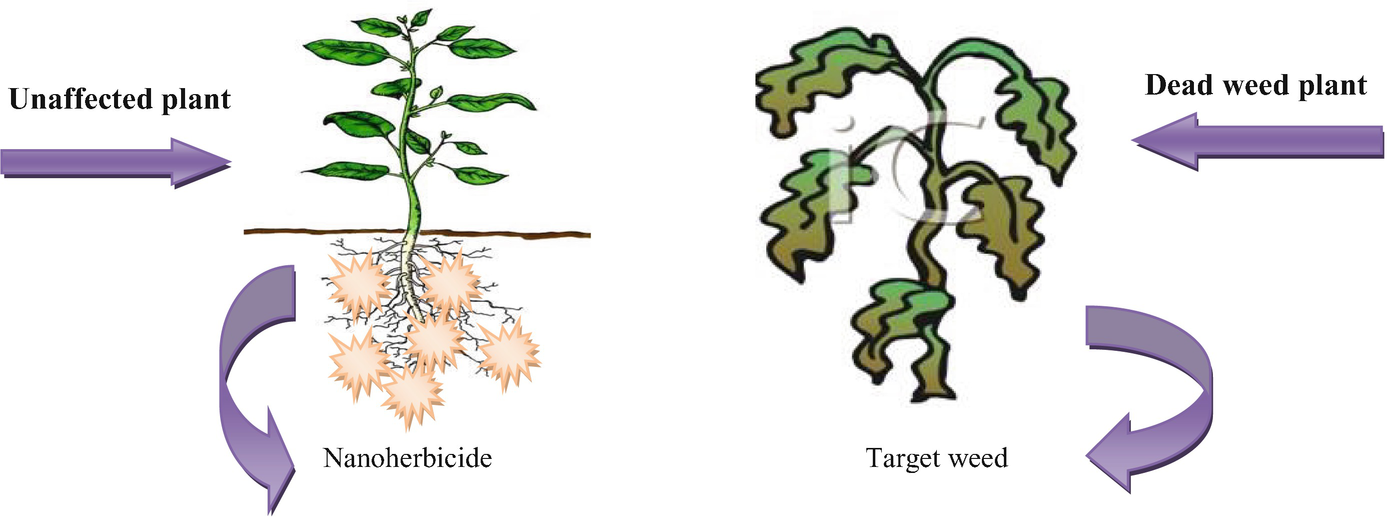 Nanobiotechnology And Its Application In Agriculture And Food Production Springerlink